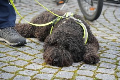 PBL00033